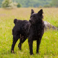 Photo de Chien de berger de Croatie