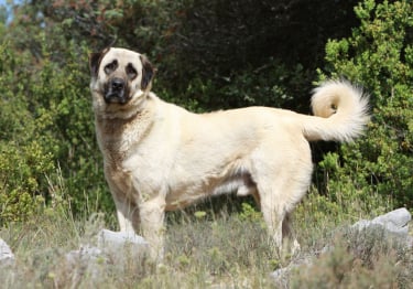 Photo : chien de race Berger d'Anatolie sur Woopets