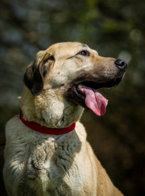 Photo : chien de race Berger d'Anatolie sur Woopets