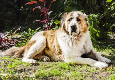 Photo : chien de race Berger d'Asie Centrale sur Woopets