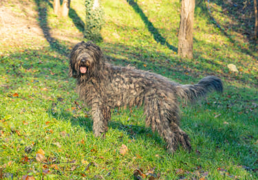 Photo : chien de race Berger de Bergame sur Woopets