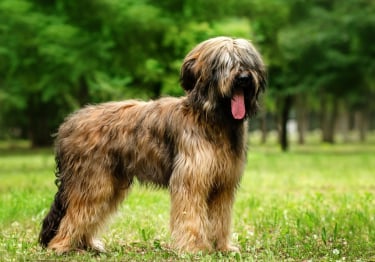 Photo : chien de race Berger de Brie sur Woopets