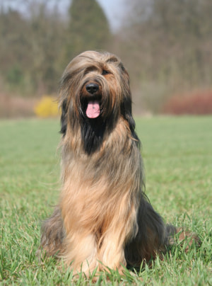 Photo : chien de race Berger de Brie sur Woopets