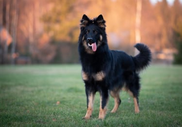 Photo : chien de race Berger de Bohême sur Woopets