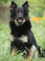 Photo : chien de race Berger de Bohême sur Woopets