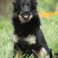 Photo de Berger de Bohême