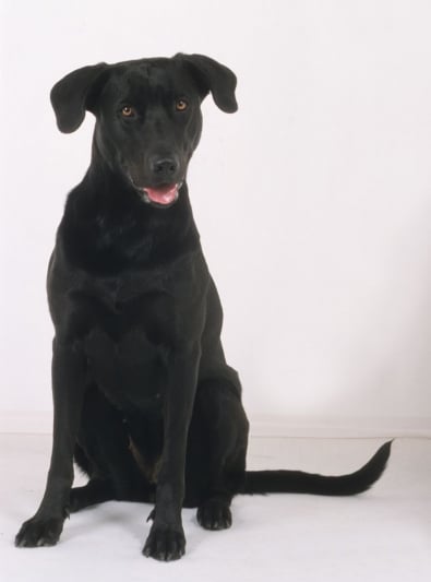 Photo : chien de race Chien de berger de Majorque sur Woopets