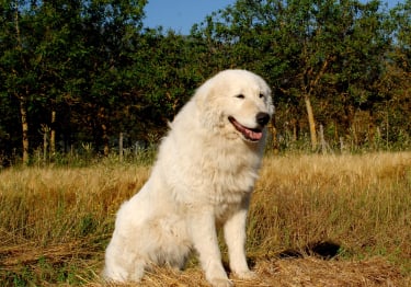 Photo : chien de race Berger de Maremme et des Abruzzes sur Woopets