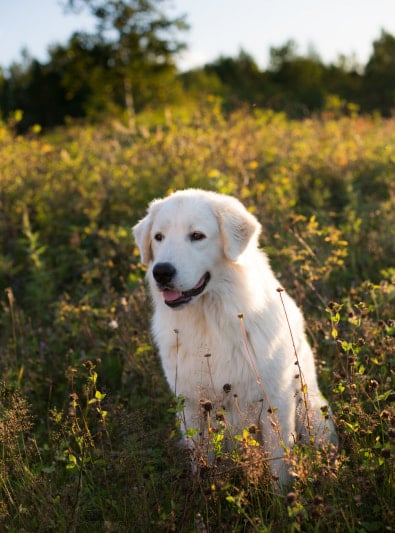 Photo : chien de race Berger de Maremme et des Abruzzes sur Woopets