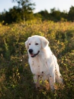 Photo : chien de race Berger de Maremme et des Abruzzes sur Woopets