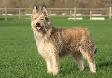 Photo : chien de race Berger de Picardie sur Woopets