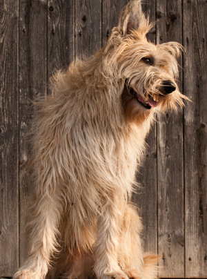 Photo : chien de race Berger de Picardie sur Woopets