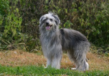 Photo : chien de race Berger des Pyrénées sur Woopets