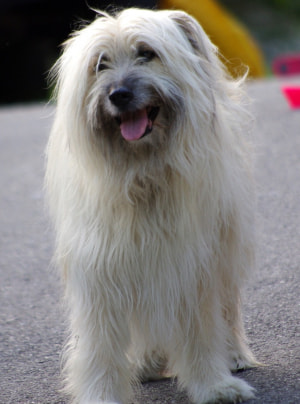 Photo : chien de race Berger des Pyrénées sur Woopets