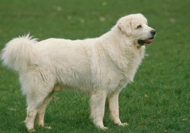 Photo : chien de race Berger Polonais de Podhale sur Woopets