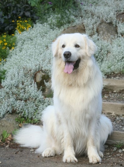 Photo : chien de race Berger Polonais de Podhale sur Woopets