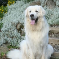 Photo de Berger Polonais de Podhale