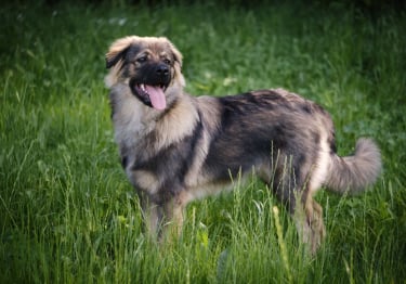 Photo : chien de race Berger du massif du Karst sur Woopets