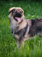 Photo : chien de race Berger du massif du Karst sur Woopets