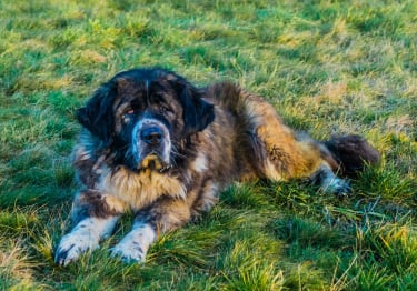 Photo : chien de race Berger du Caucase sur Woopets