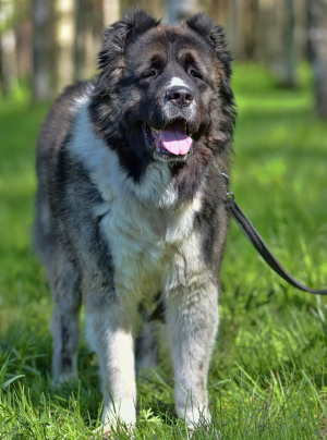 Photo : chien de race Berger du Caucase sur Woopets