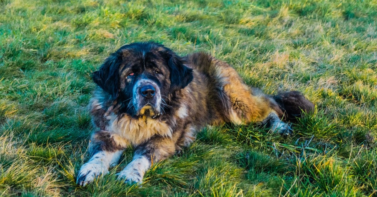 Chien de berger du Caucase (caractère, alimentation, soins