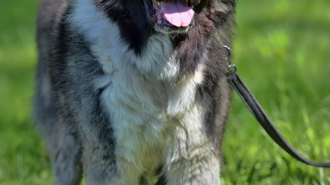 Targhetta cane felice - Per la casa e per te - Amici animali - di L