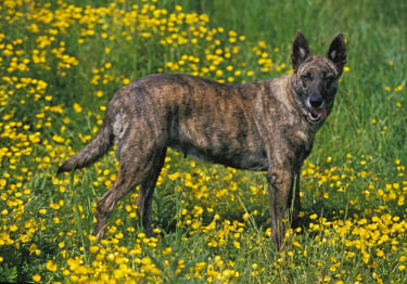 Photo : chien de race Berger Hollandais sur Woopets