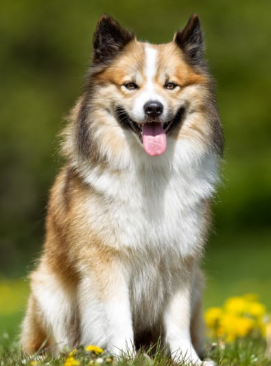 Photo : chien de race Berger Islandais sur Woopets
