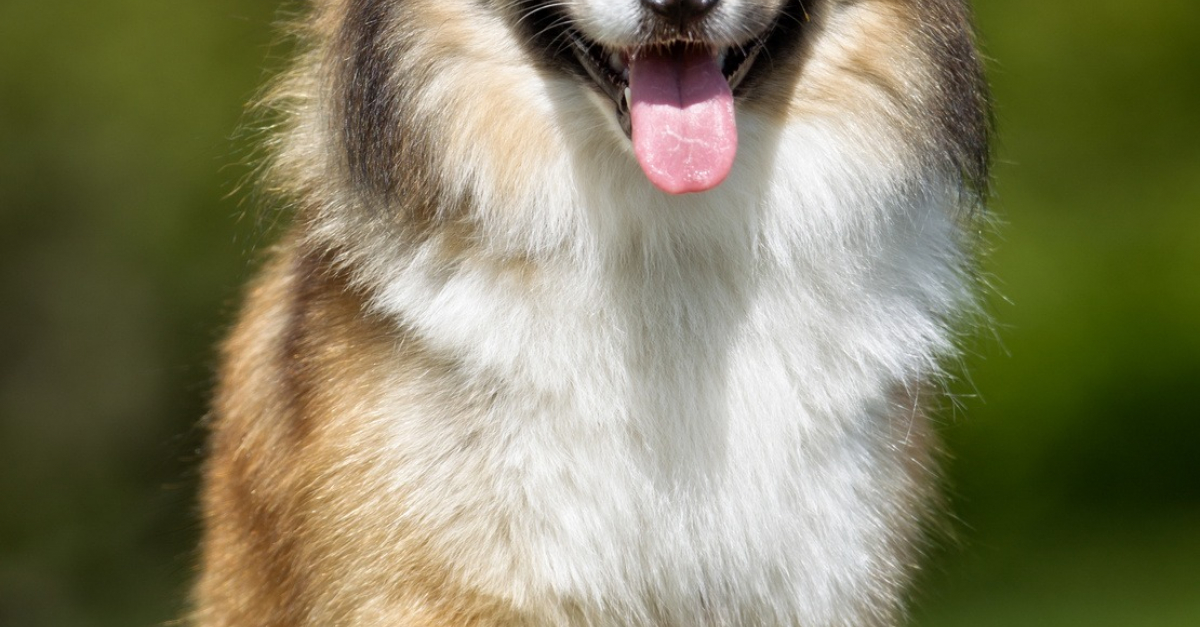 Berger Islandais Caractère Santé Alimentation Prix Et