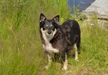 Photo : chien de race Berger finnois de Laponie sur Woopets