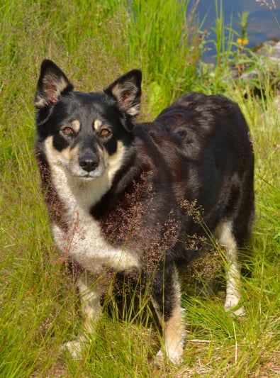 Photo : chien de race Berger finnois de Laponie sur Woopets