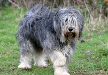 Photo : chien de race Berger Polonais de Plaine sur Woopets