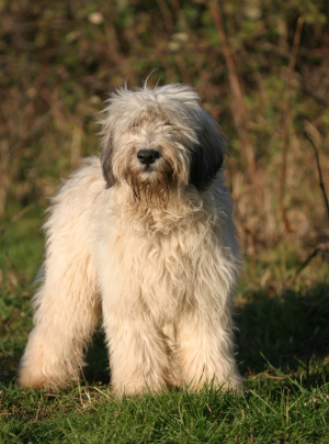 Photo : chien de race Berger Polonais de Plaine sur Woopets