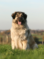 Photo : chien de race Berger Yougoslave sur Woopets