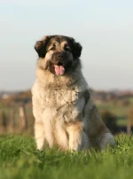 Races De Chiens Toutes Les Races De Chiens