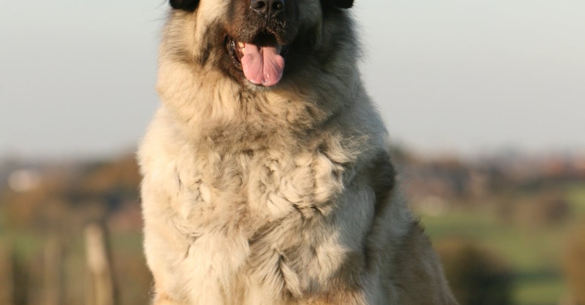 Berger Yougoslave caractère, santé, alimentation, prix et entretien