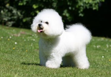 Photo : chien de race Bichon à poil frisé sur Woopets