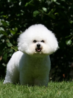 Photo : chien de race Bichon à poil frisé sur Woopets