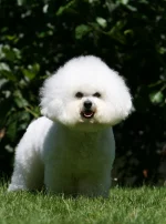 Photo : chien de race Bichon à poil frisé sur Woopets