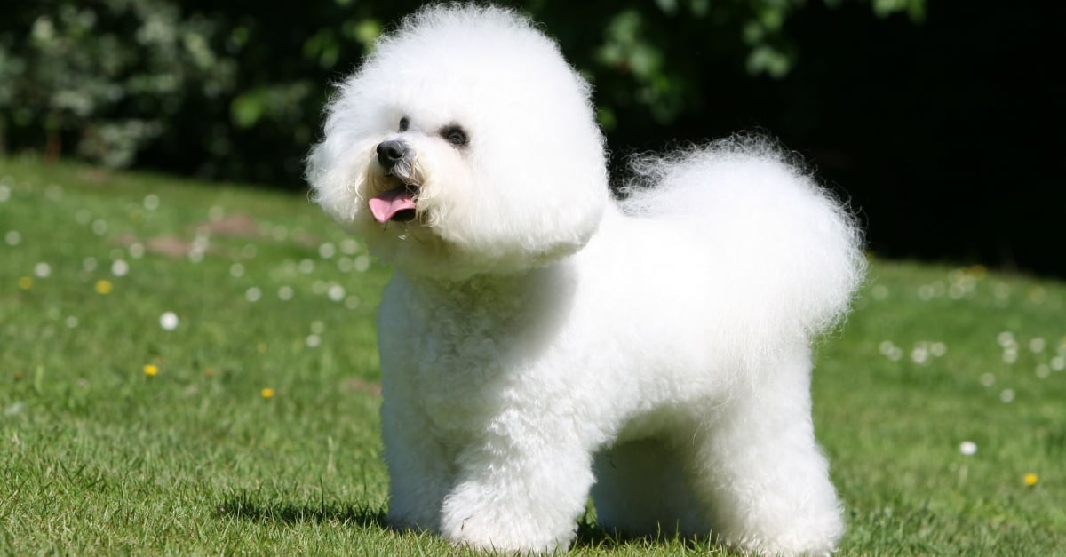Bichon A Poil Frise Caractere Sante Alimentation Prix Et Entretien