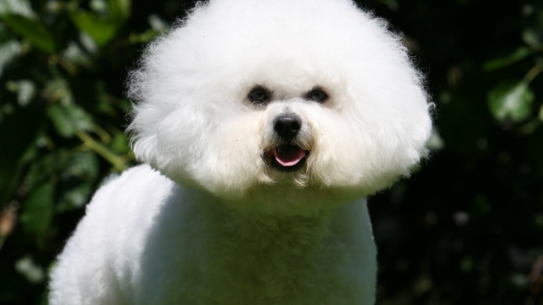 Bichon A Poil Frise Caractere Sante Alimentation Prix Et Entretien