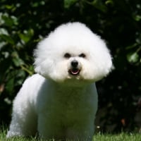 Photo de Bichon à poil frisé