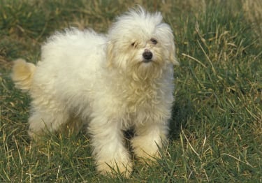 Photo : chien de race Bichon Bolonais sur Woopets