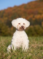 Photo : chien de race Bichon Bolonais sur Woopets