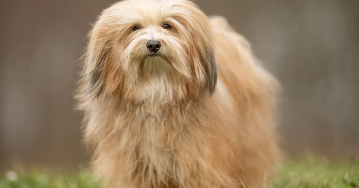 Bichon Havanais Caractere Sante Alimentation Prix Et Entretien