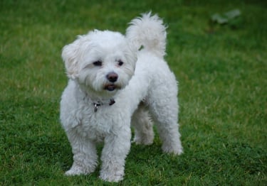 Photo : chien de race Bichon Maltais sur Woopets