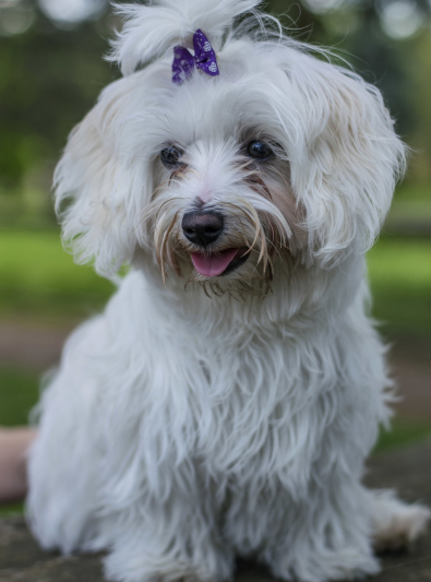 Photo : chien de race Bichon Maltais sur Woopets