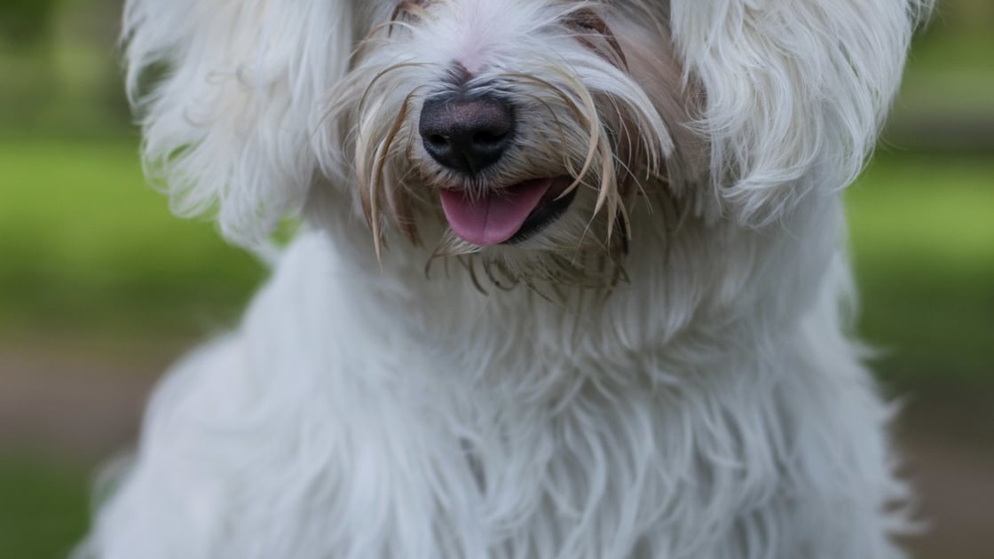 Bichon Maltais Caractere Sante Alimentation Prix Et Entretien Bichon Maltais Caractere Sante Alimentation Prix Et Entretien