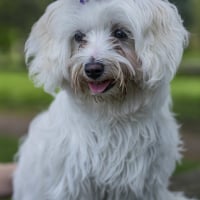 Photo de Bichon Maltais